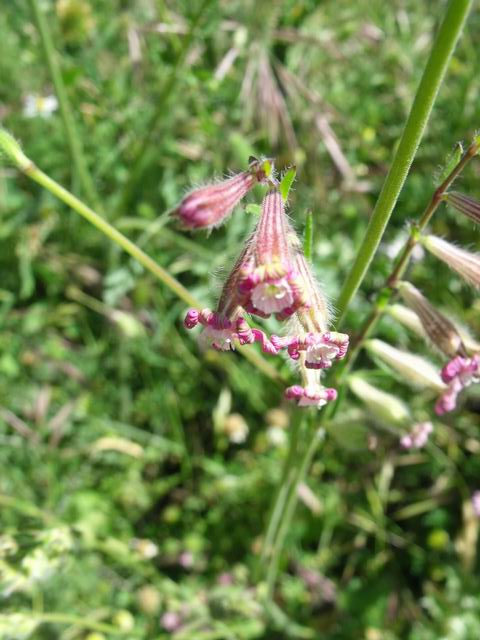 Silene bellidifolia / Silene ispida